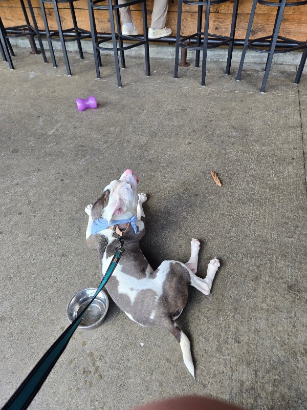 View Ruff Ruffman the Dog Photo #19