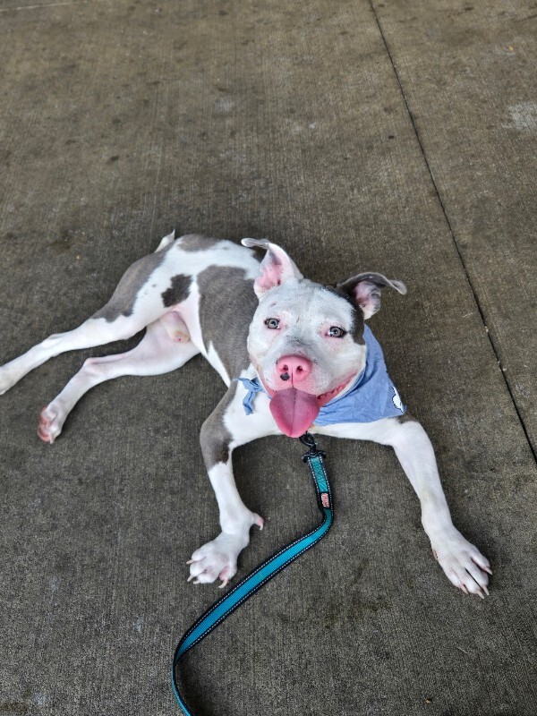View Ruff Ruffman the Dog Photo #5