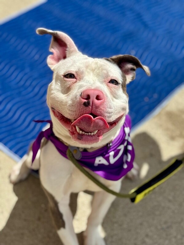 Learn More About Ruff Ruffman Ruff Ruffman - Dog