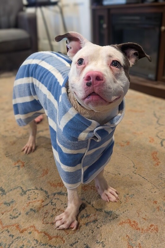 View Ruff Ruffman the Dog Photo #2