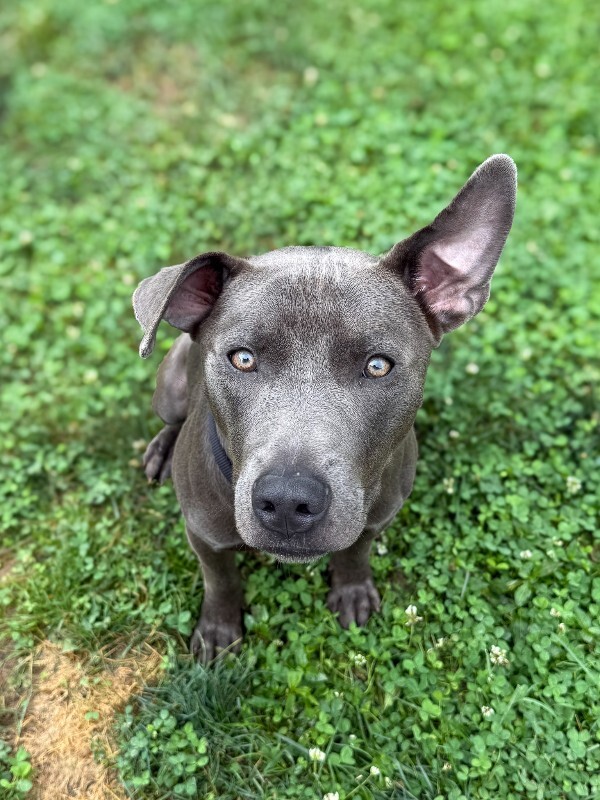 PawPatrol