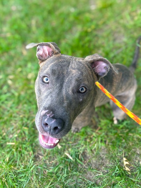 Learn More About June Bug June Bug - Dog