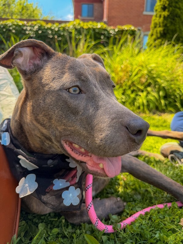 View June Bug the Dog Photo #11