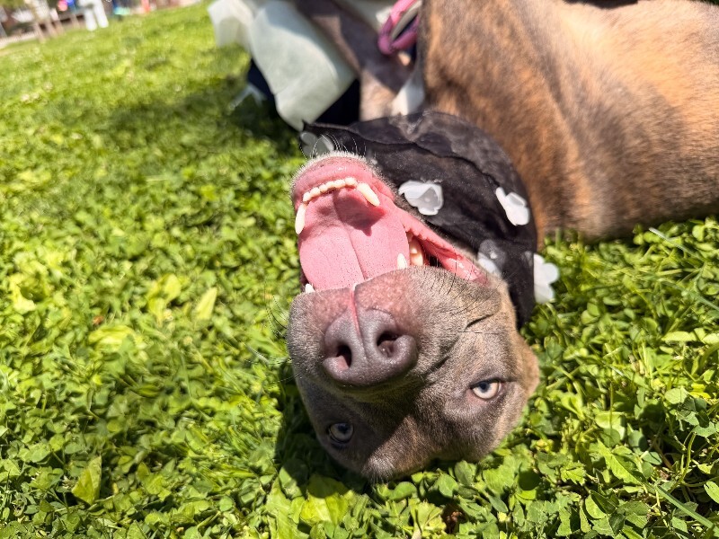 View June Bug the Dog Photo #5