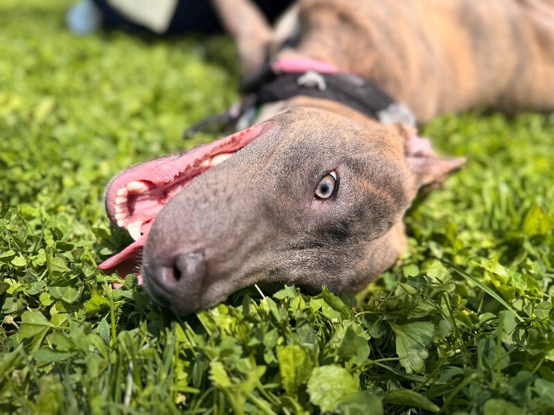 View June Bug the Dog Photo #10