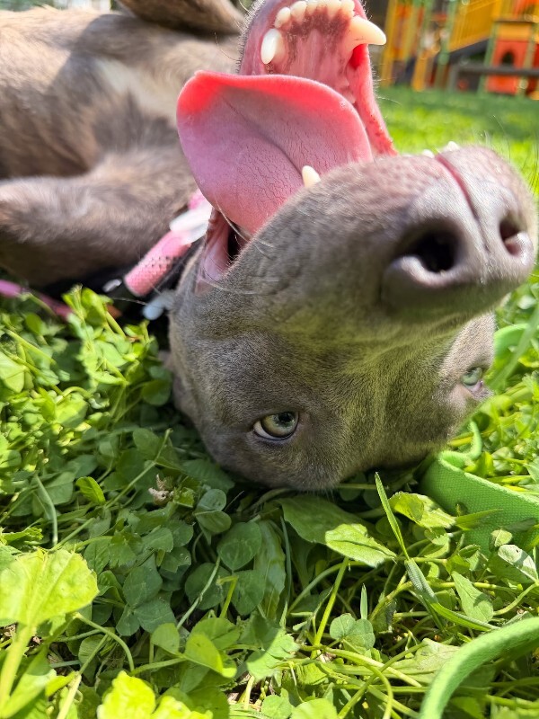 View June Bug the Dog Photo #7