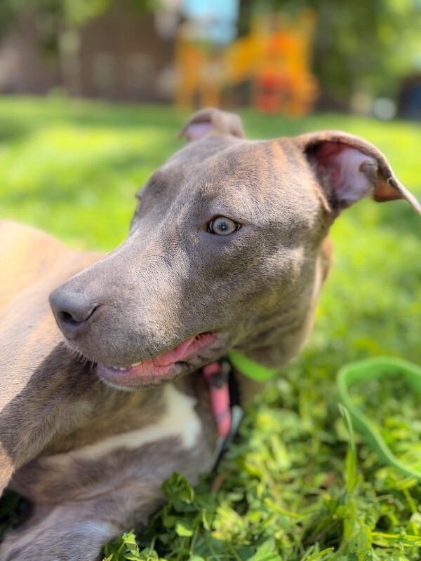 View June Bug the Dog Photo #9