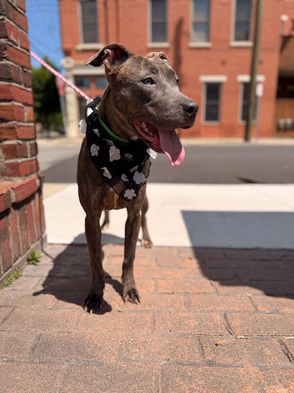 View June Bug the Dog Photo #3