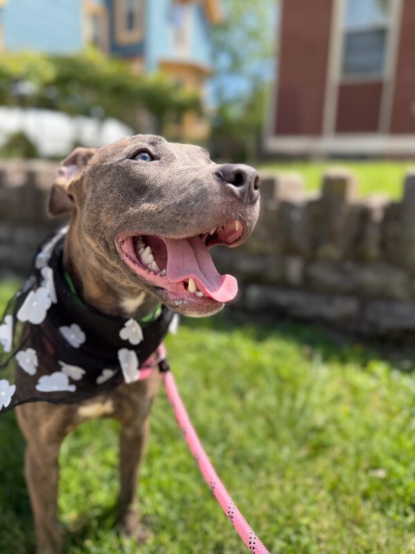 View June Bug the Dog Photo #8