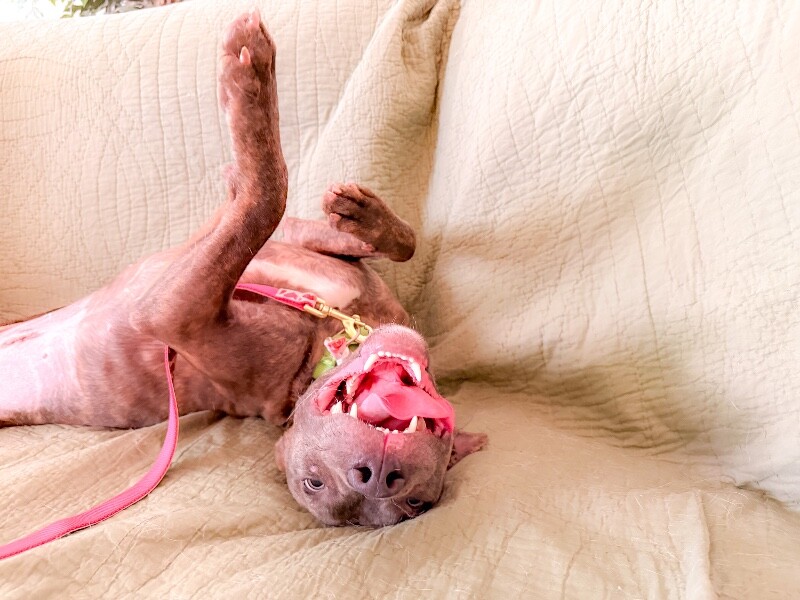 View June Bug the Dog Photo #9