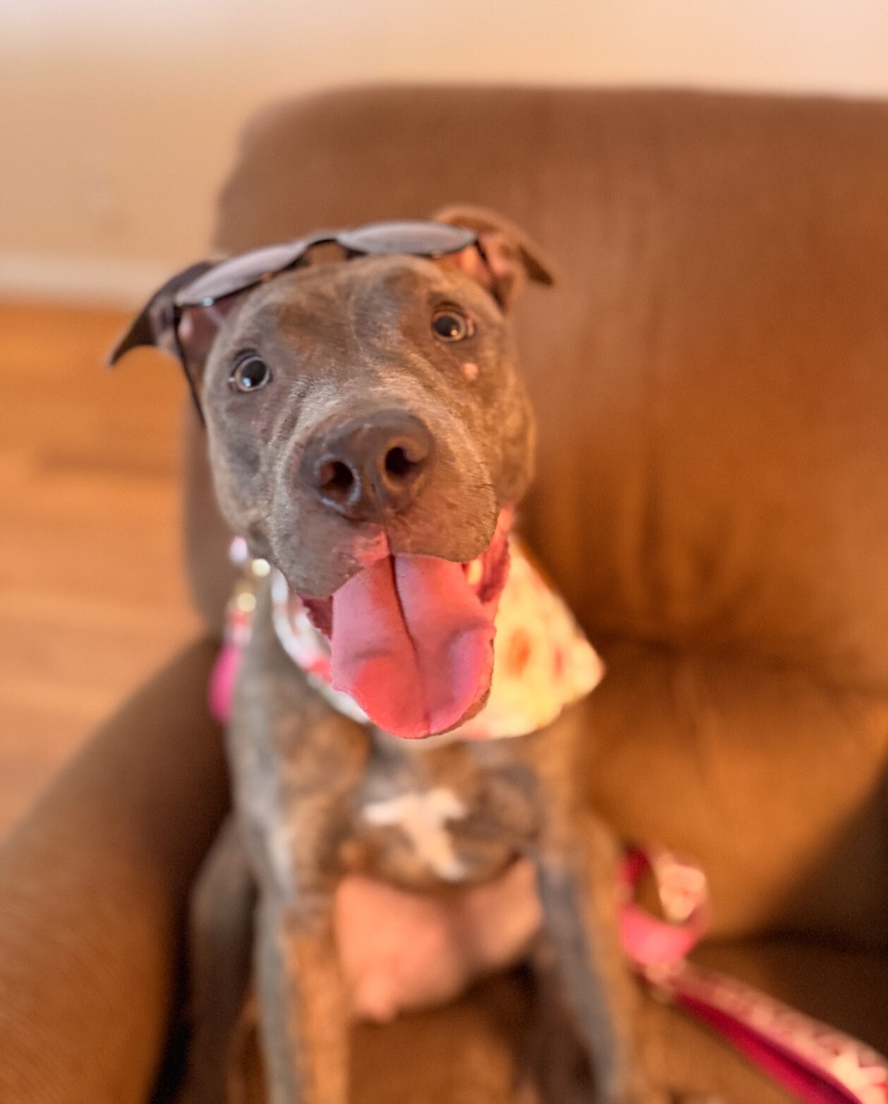 View June Bug the Dog Photo #6