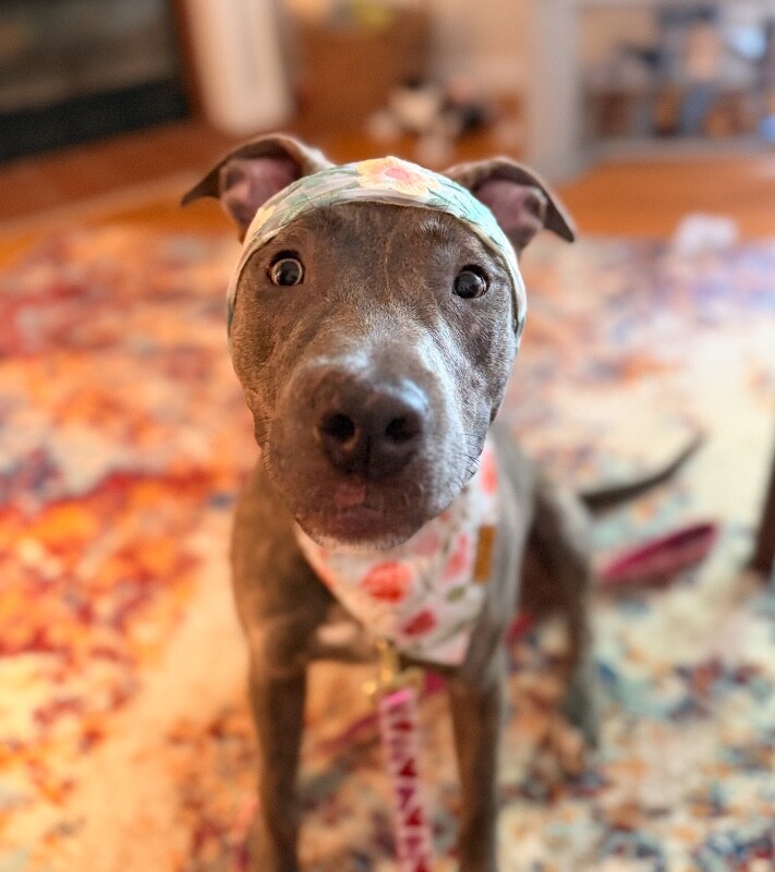 View June Bug the Dog Photo #7