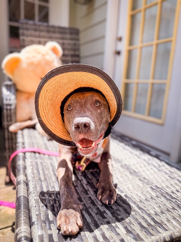 View June Bug the Dog Photo #4