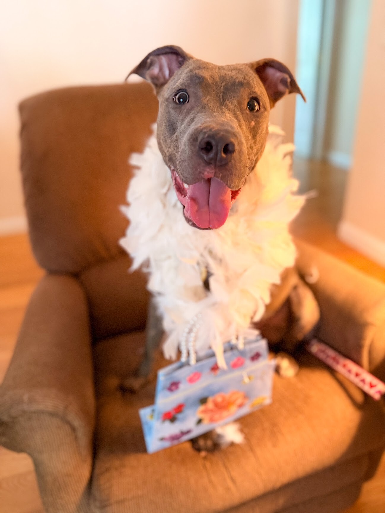 View June Bug the Dog Photo #3