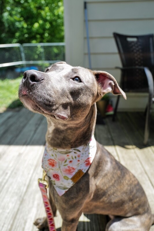 View June Bug the Dog Photo #17