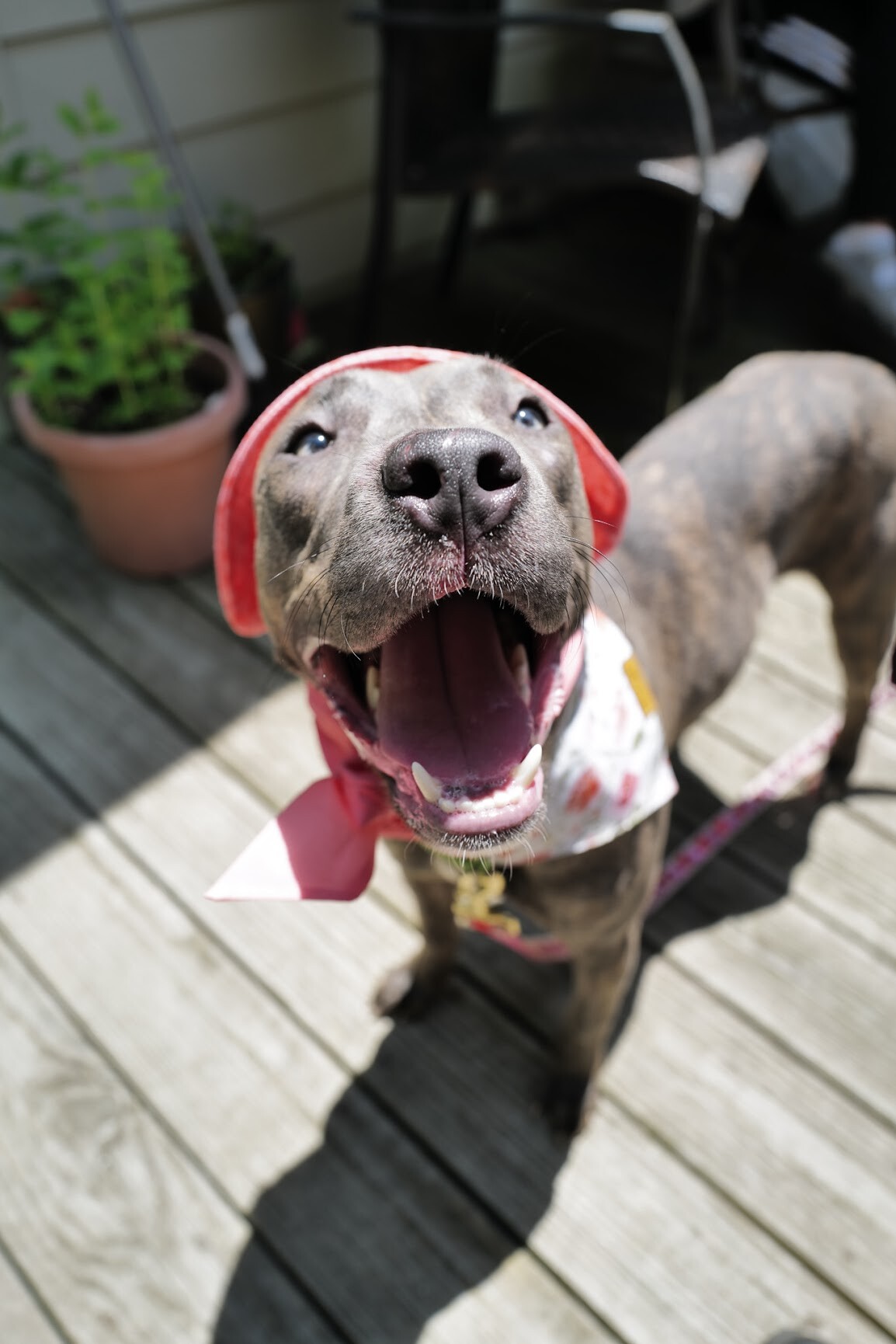 View June Bug the Dog Photo #5