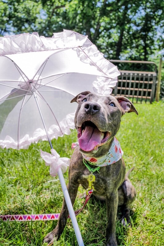 View June Bug the Dog Photo #2