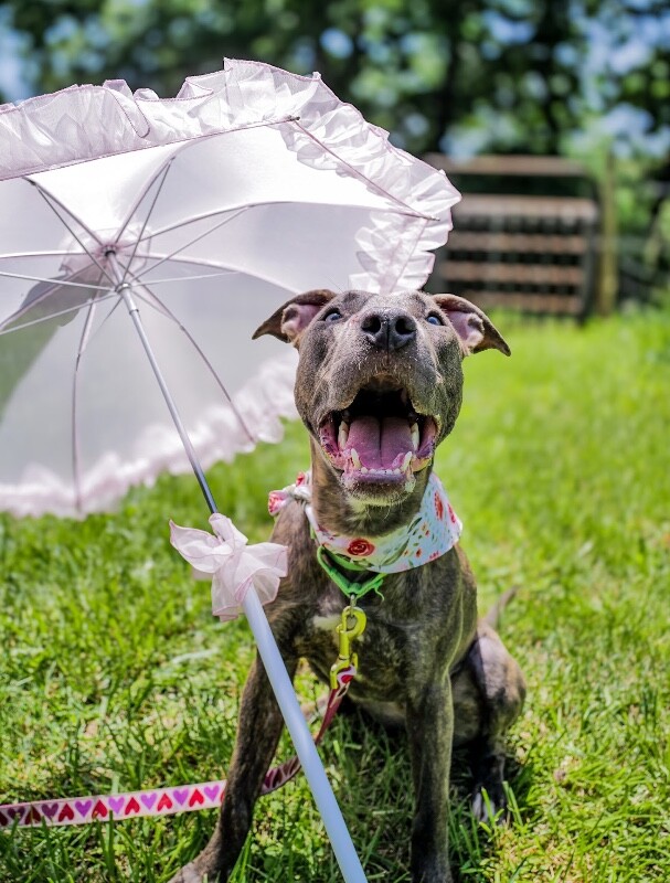 View June Bug the Dog Photo #18