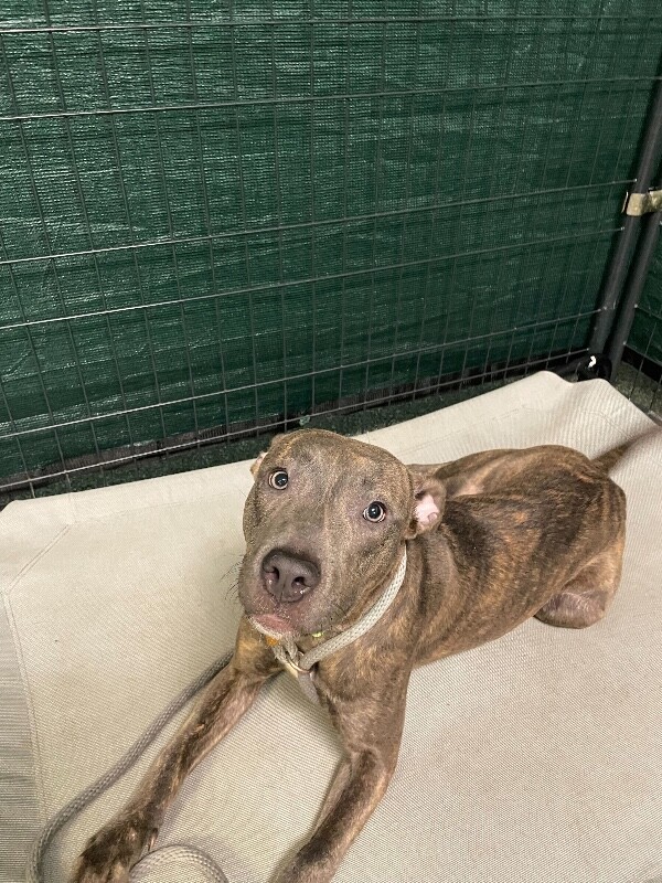 View June Bug the Dog Photo #14