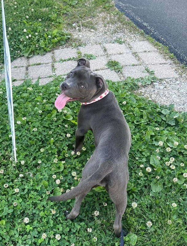 Vanessa - Dog