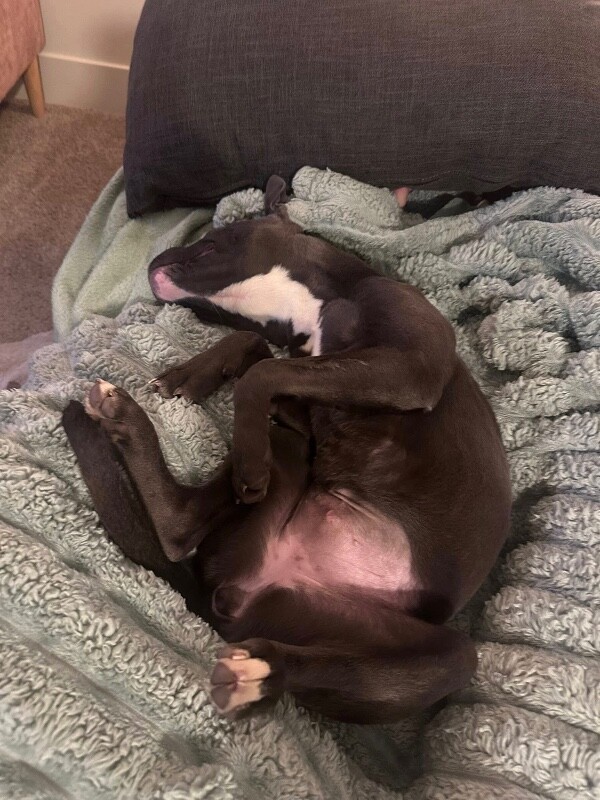 View Vanessa the Dog Photo #8