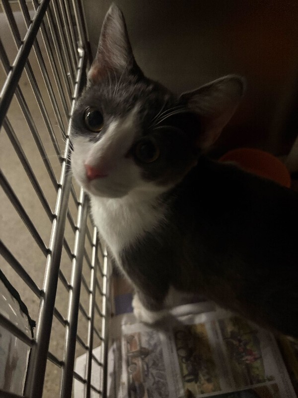 Kit - Cat