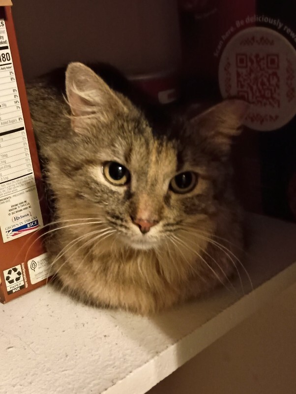 View Cosmos the Cat Photo #4