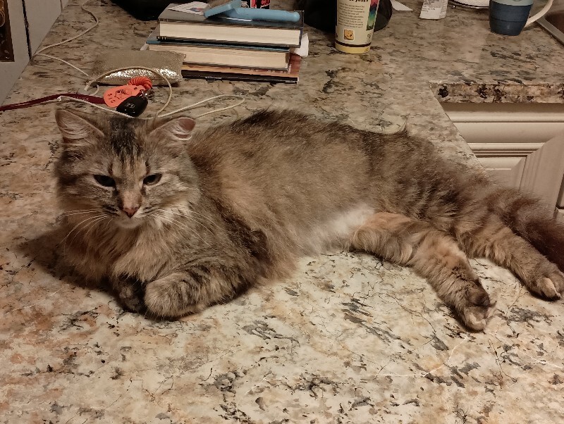 View Cosmos the Cat Photo #5