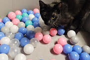 View Solstice the Cat Photo #3