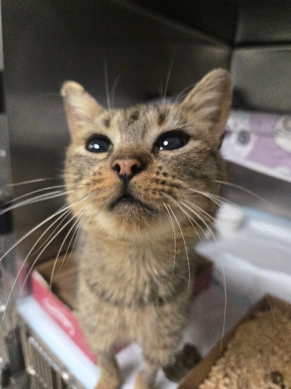 Guam - Cat