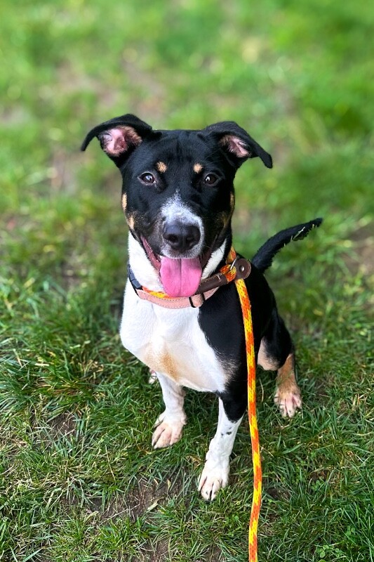 Learn More About Midnight Midnight - Dog