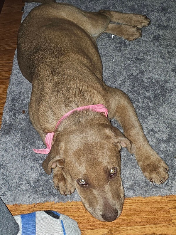 Sumac - Dog