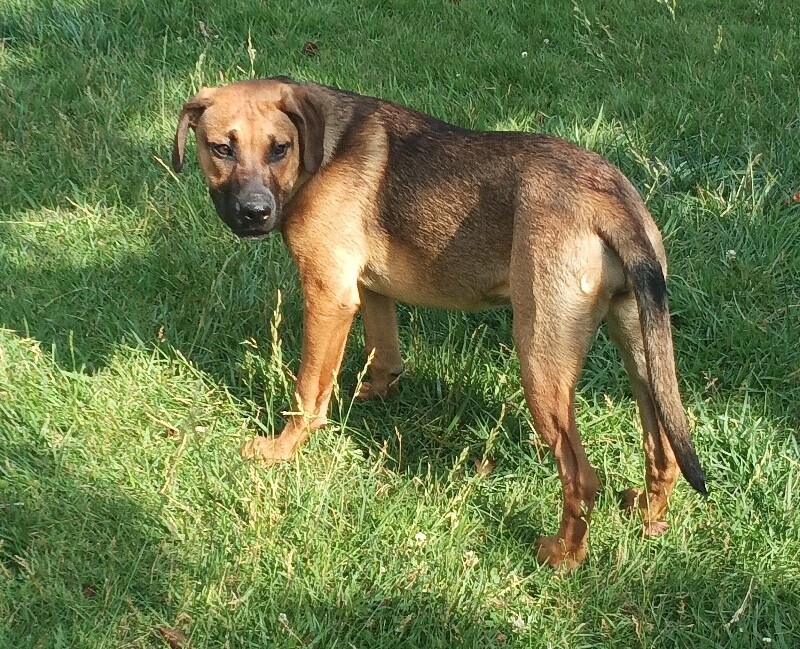 View Fennel the Dog Photo #13