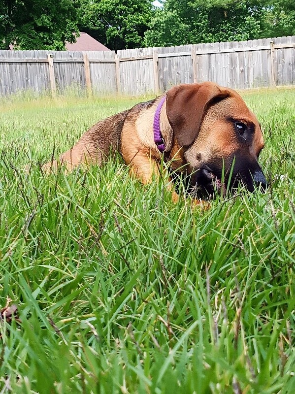 View Fennel the Dog Photo #12