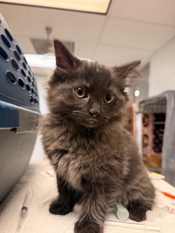 View C-3po the Cat Photo #2