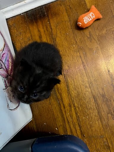 View C-3po the Cat Photo #4