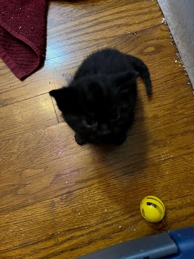 View R2-d2 the Cat Photo #3