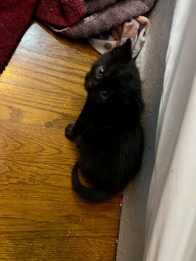 View R2-d2 the Cat Photo #4