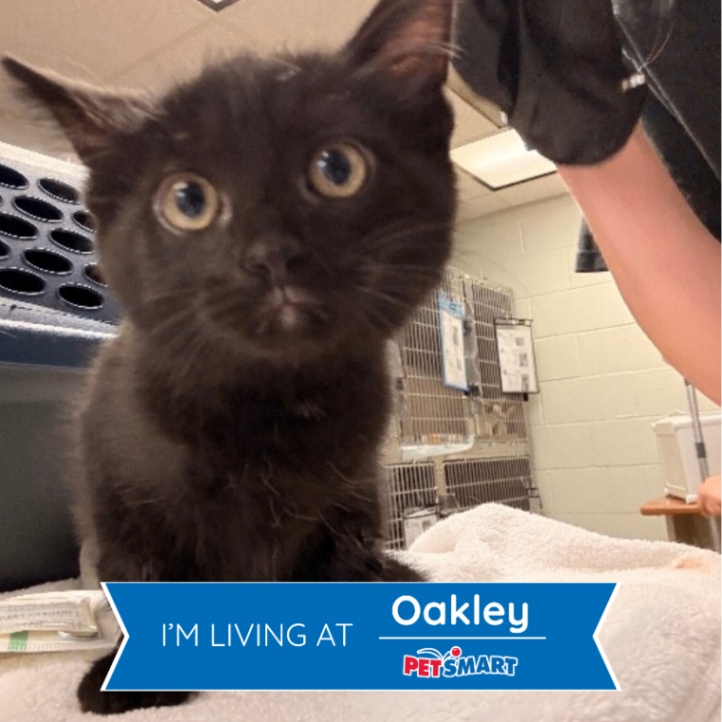 Learn More About R2-d2 R2-D2 - Cat