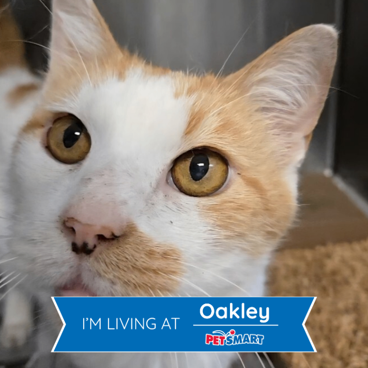 Learn More About Clyde Clyde - Cat