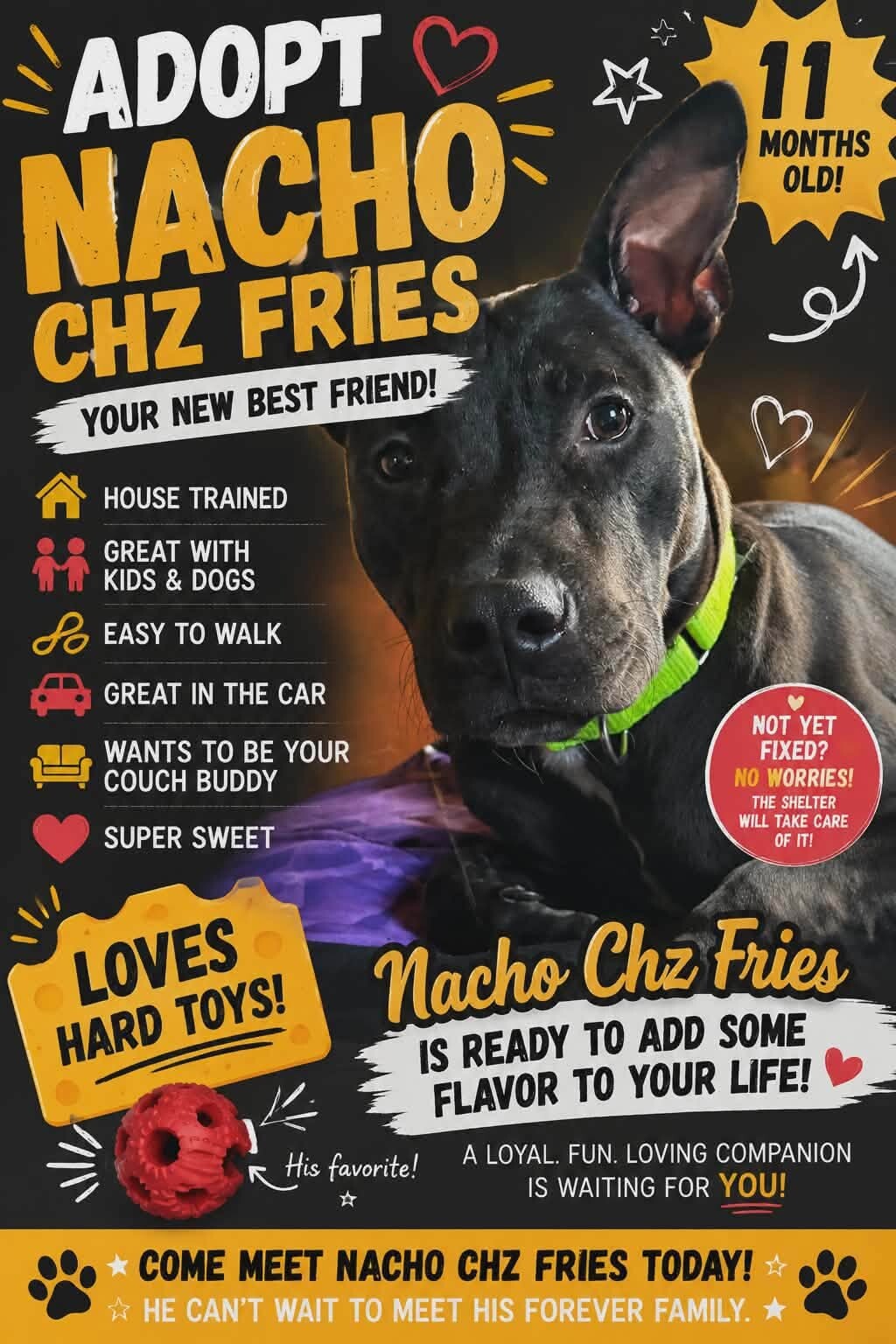 View Nacho Chz Fries the Dog Photo #8