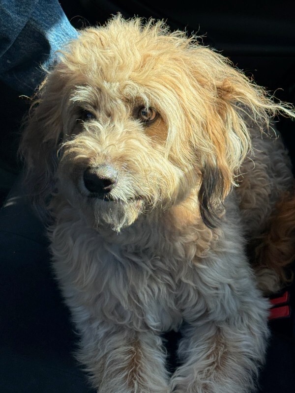 Stray - Dog