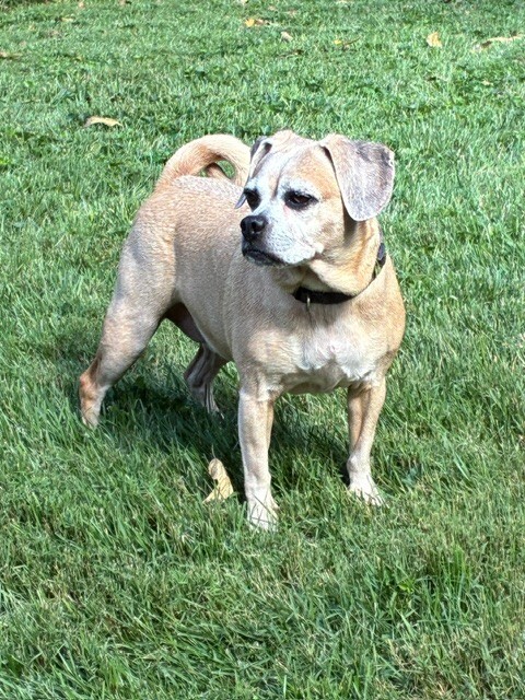 Journey - Dog