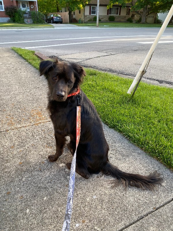 Haywood - Dog