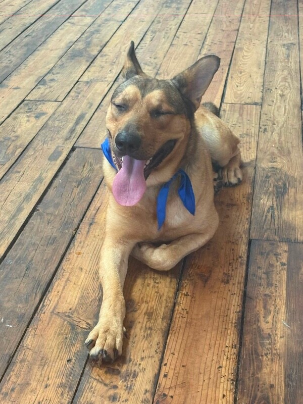 View Max the Dog Photo #4
