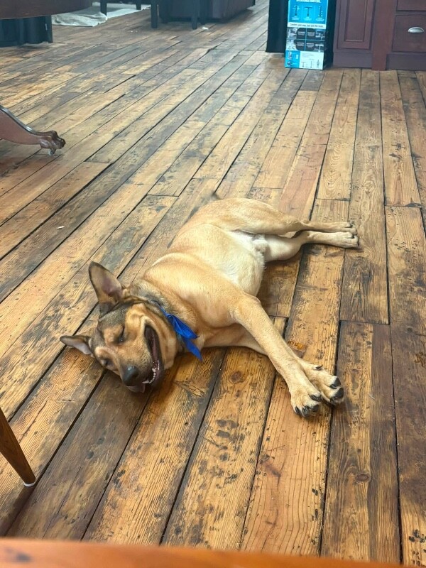 View Max the Dog Photo #3
