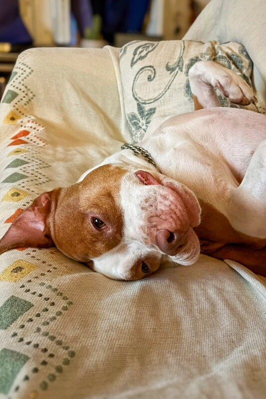 View Orchid the Dog Photo #5