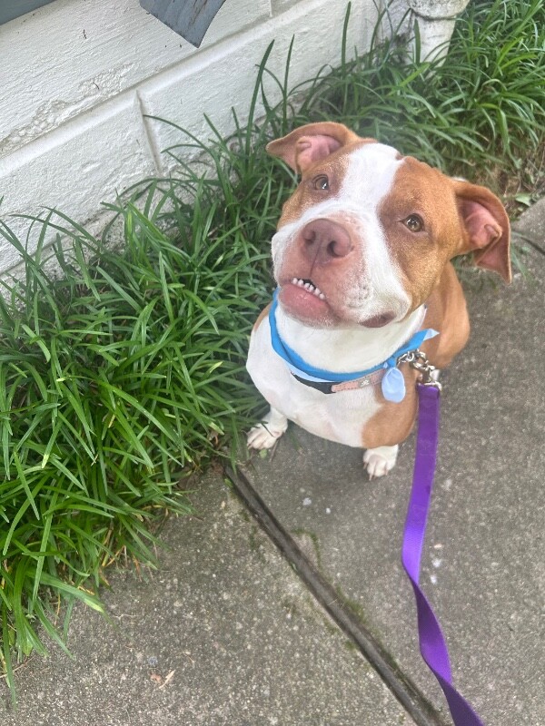 View Orchid the Dog Photo #12