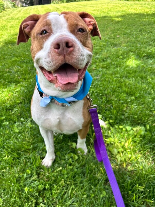 View Orchid the Dog Photo #2