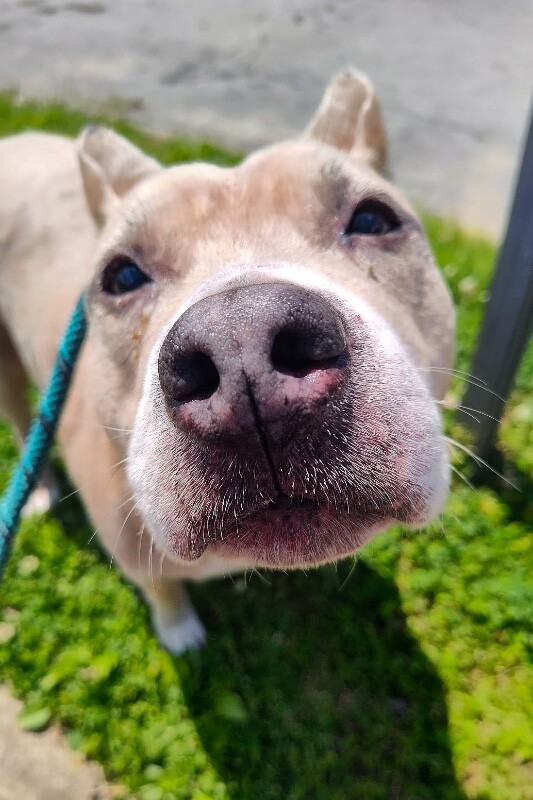 View Blow Pop the Dog Photo #2
